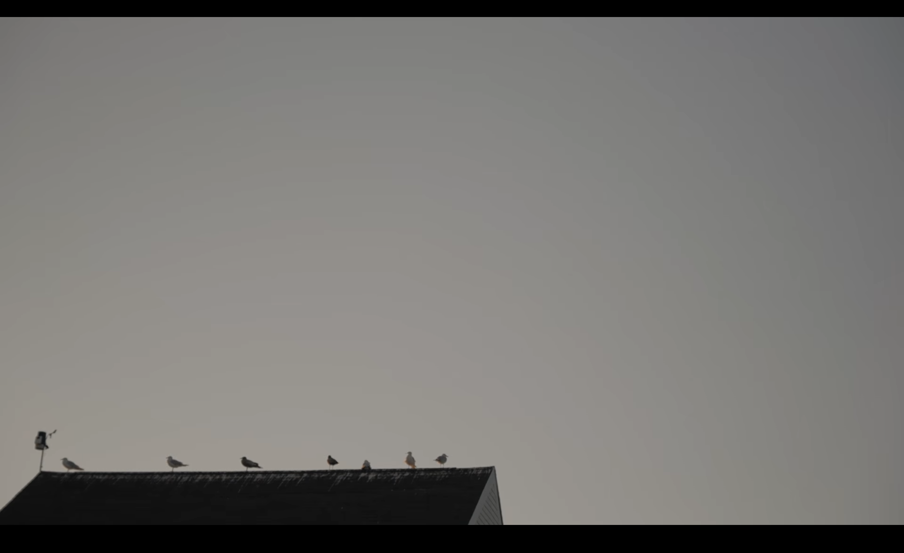 Birds perched on a rooftop